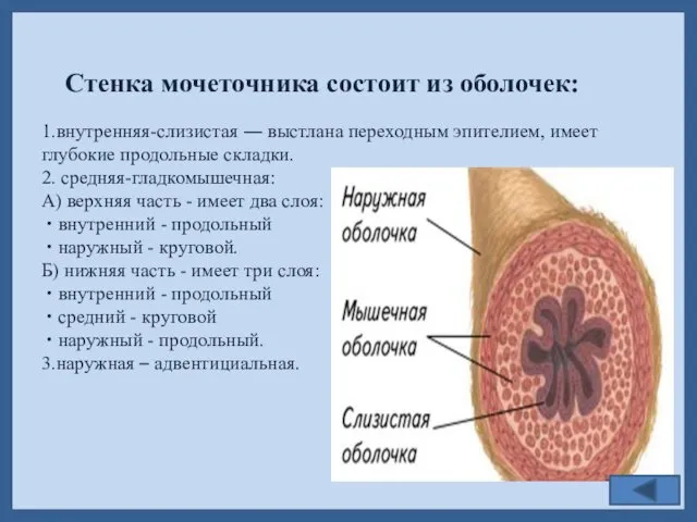 Стенка мочеточника состоит из оболочек: 1.внутренняя-слизистая ― выстлана переходным эпителием, имеет