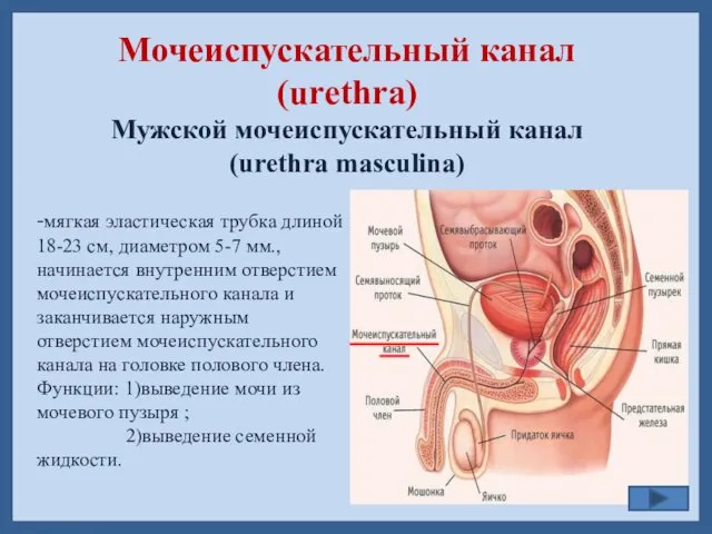Мочеиспускательный канал (urethra) Мужской мочеиспускательный канал (urethra masculina) -мягкая эластическая трубка