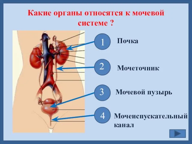 Какие органы относятся к мочевой системе ? 1 2 3 4
