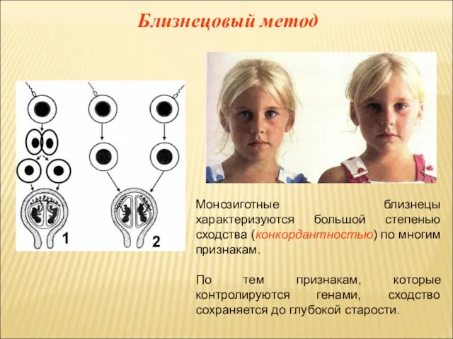 Близнецовый метод Монозиготные близнецы характеризуются большой степенью сходства (конкордантностью) по многим