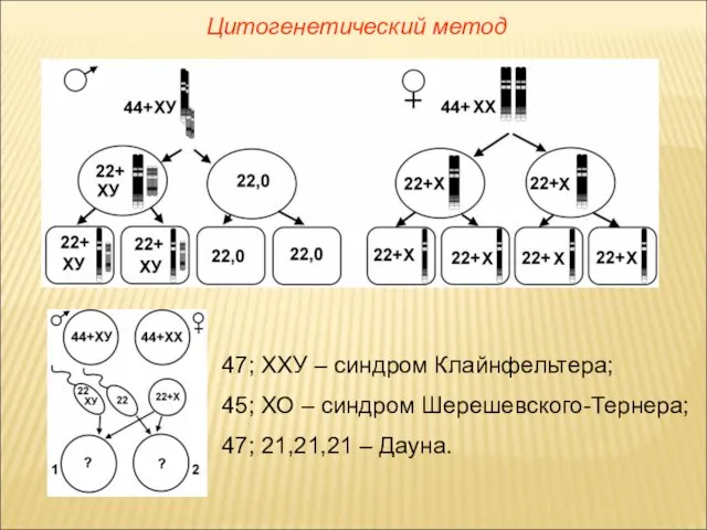Цитогенетический метод 47; ХХУ – синдром Клайнфельтера; 45; ХО – синдром Шерешевского-Тернера; 47; 21,21,21 – Дауна.