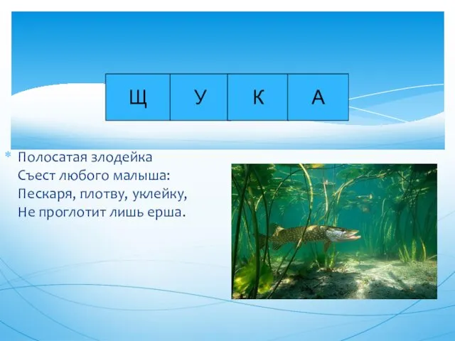 У Щ Полосатая злодейка Съест любого малыша: Пескаря, плотву, уклейку, Не проглотит лишь ерша. К А