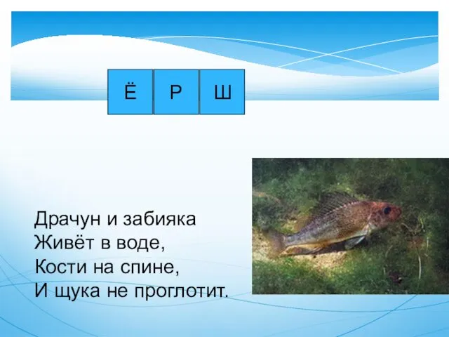 Ё Драчун и забияка Живёт в воде, Кости на спине, И щука не проглотит. Р Ш