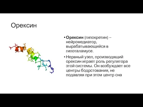 Орексин Орексин (гипокретин) – нейромедиатор, вырабатывающийся в гипоталамусе. Нервный узел, производящий