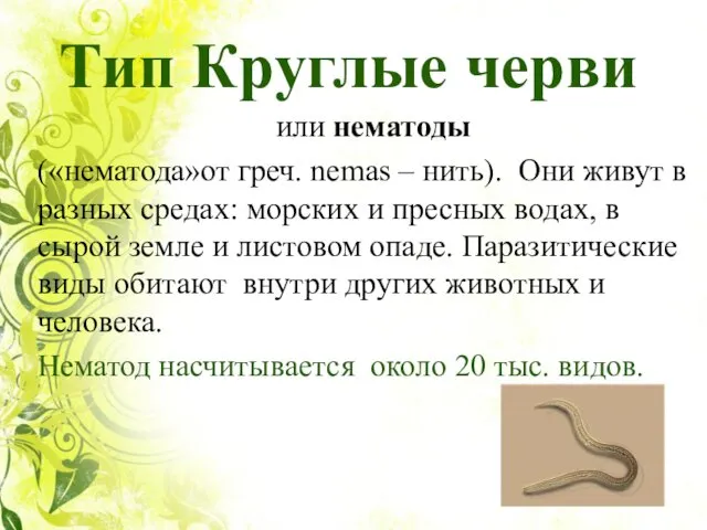 Тип Круглые черви или нематоды («нематода»от греч. nemas – нить). Они
