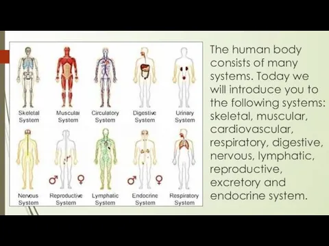 The human body consists of many systems. Today we will introduce