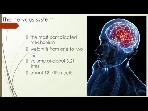 The nervous system the most complicated mechanism weight is from one