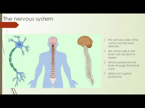 The nervous system the nervous cells of the cortex are the