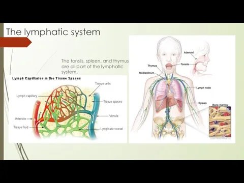 The lymphatic system The tonsils, spleen, and thymus are all part of the lymphatic system.