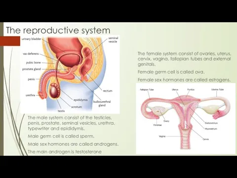 The reproductive system The male system consist of the testicles, penis,