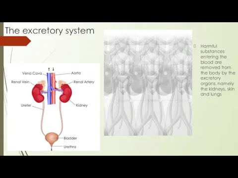 The excretory system Harmful substances entering the blood are removed from