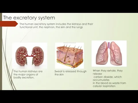 The human excretory system includes the kidneys and their functional unit,