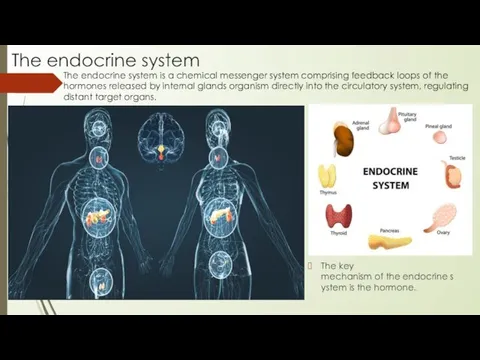 The endocrine system The endocrine system is a chemical messenger system