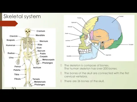 Skeletal system The skeleton is compose of bones. The human skeleton