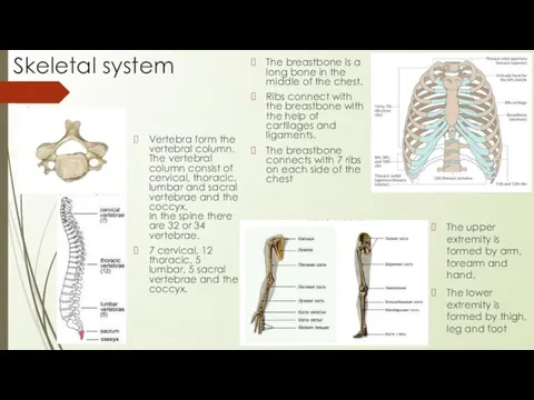 Vertebra form the vertebral column. The vertebral column consist of cervical,
