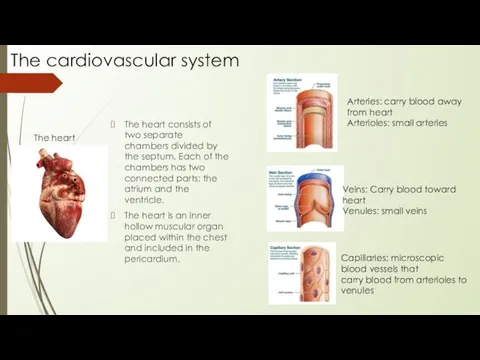 The cardiovascular system The heart Arteries: carry blood away from heart