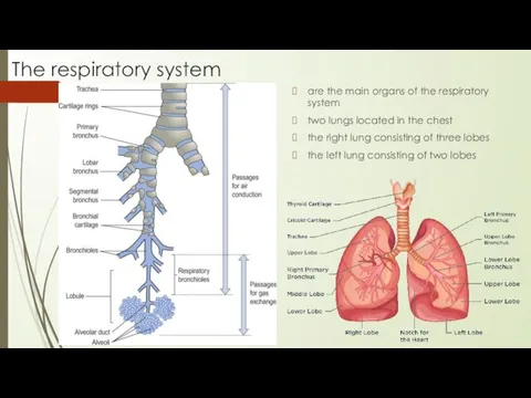 The respiratory system are the main organs of the respiratory system