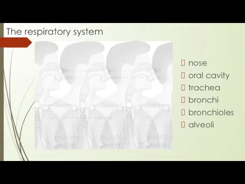 The respiratory system nose oral cavity trachea bronchi bronchioles alveoli