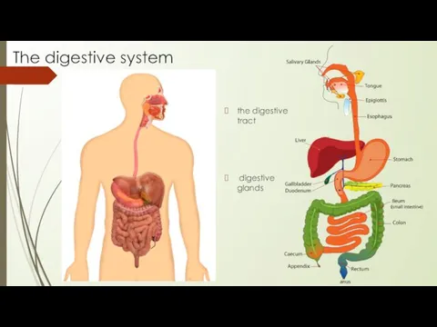 The digestive system the digestive tract digestive glands
