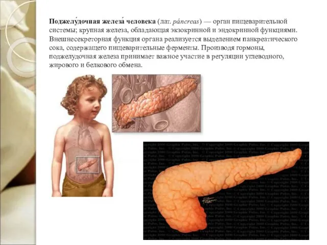 Поджелу́дочная железа́ человека (лат. páncreas) — орган пищеварительной системы; крупная железа,