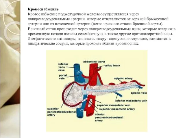 Кровоснабжение Кровоснабжение поджелудочной железы осуществляется через панкреатодоуденальные артерии, которые ответвляются от