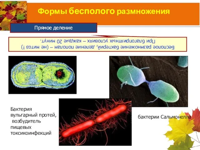 Формы бесполого размножения Бесполое размножение бактерий, деление пополам – (не митоз