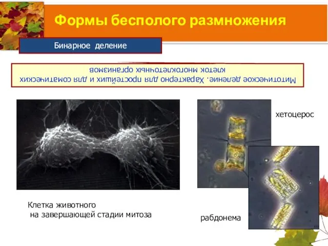 Формы бесполого размножения Бинарное деление Митотическое деление. Характерно для простейших и