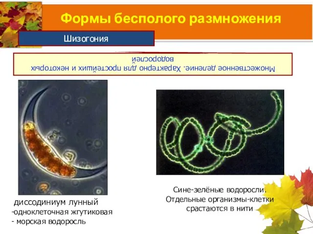 Формы бесполого размножения Множественное деление. Характерно для простейших и некоторых водорослей