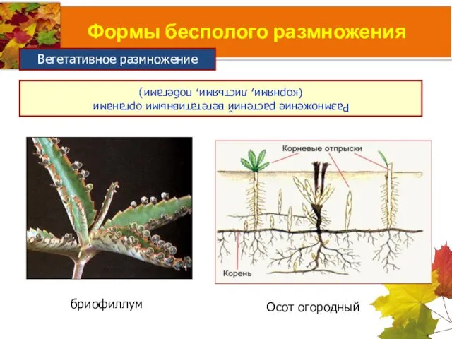 Формы бесполого размножения Размножение растений вегетативными органами (корнями, листьями, побегами) Вегетативное размножение бриофиллум Осот огородный