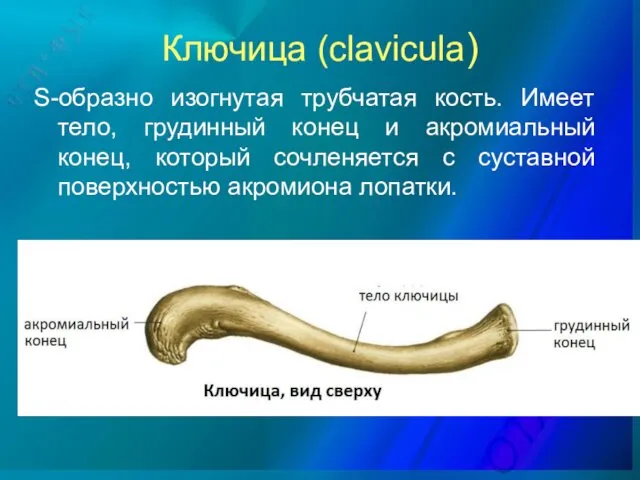 Ключица (clavicula) S-образно изогнутая трубчатая кость. Имеет тело, грудинный конец и