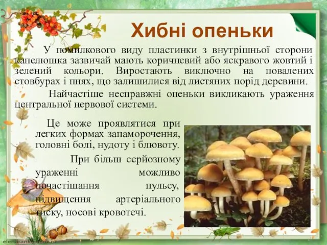 Хибні опеньки У помилкового виду пластинки з внутрішньої сторони капелюшка зазвичай