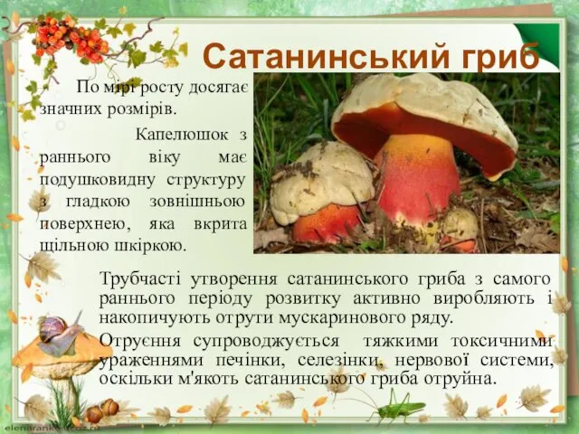 Сатанинський гриб По мірі росту досягає значних розмірів. Капелюшок з раннього