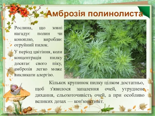 Амброзія полинолиста Рослина, що зовні нагадує полин чи коноплю, виробляє отруйний