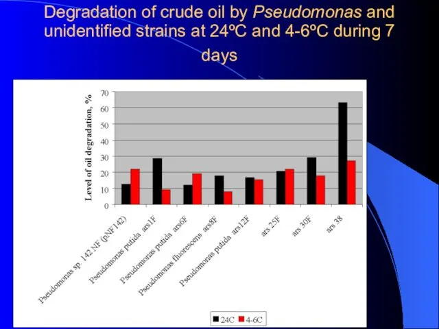 Degradation of crude oil by Pseudomonas and unidentified strains at 24ºC and 4-6ºC during 7 days