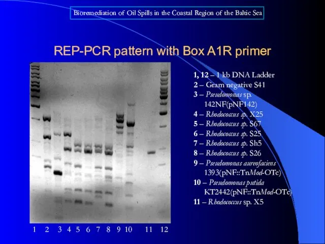 REP-PCR pattern with Box A1R primer 1, 12 – 1 kb
