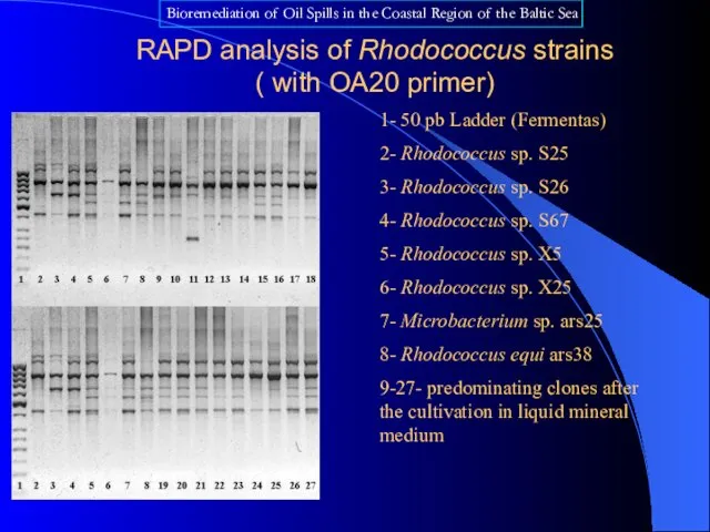 RAPD analysis of Rhodococcus strains ( with OA20 primer) 1- 50