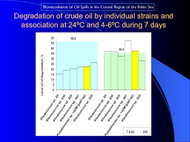 Degradation of crude oil by individual strains and association at 24ºC