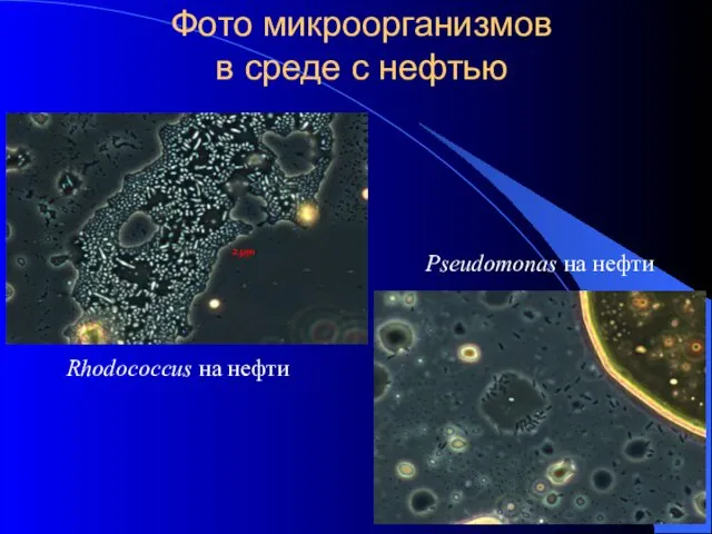 Фото микроорганизмов в среде с нефтью Pseudomonas на нефти Rhodococcus на нефти