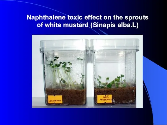 Naphthalene toxic effect on the sprouts of white mustard (Sinapis alba.L) Naphthalene toxic effect