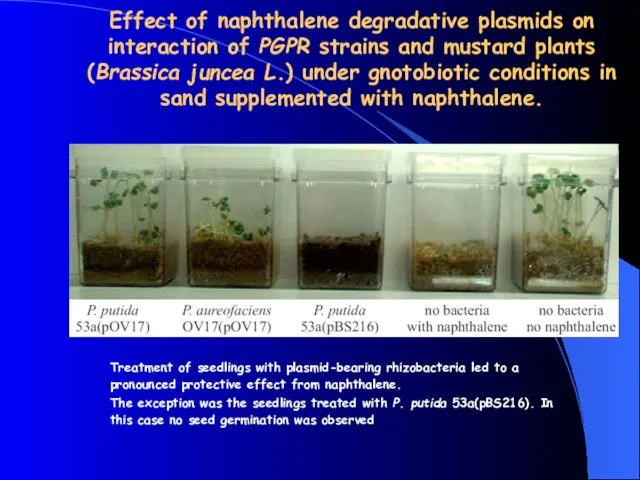 Effect of naphthalene degradative plasmids on interaction of PGPR strains and