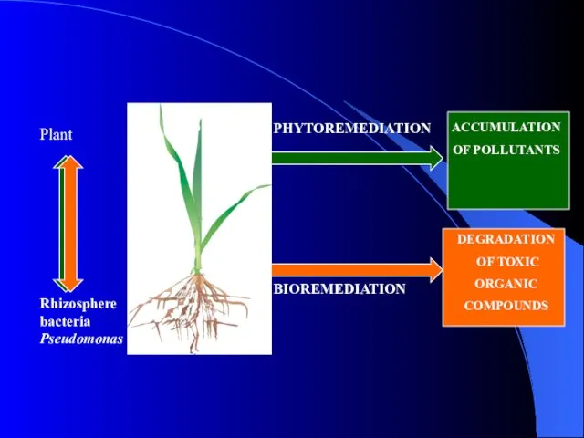 Plant PHYTOREMEDIATION BIOREMEDIATION Rhizosphere bacteria Pseudomonas DEGRADATION OF TOXIC ORGANIC COMPOUNDS ACCUMULATION OF POLLUTANTS phytoremediation