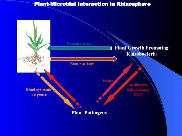 Plant Growth Promoting Rhizobacteria Plant Pathogens Root exudates Phytohormons Plant systemic