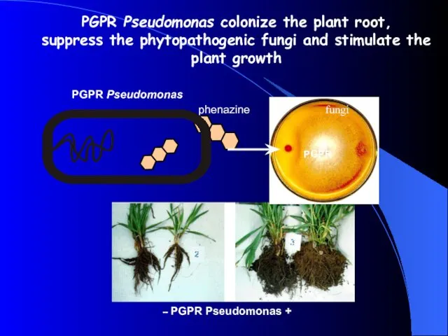 PGPR Pseudomonas colonize the plant root, suppress the phytopathogenic fungi and