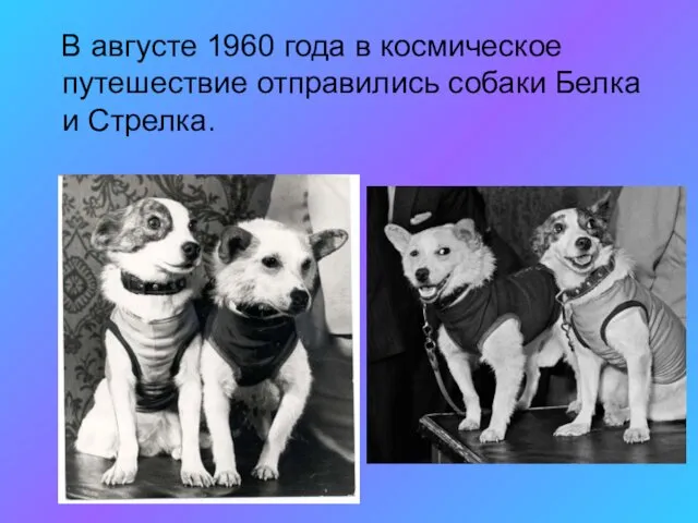 В августе 1960 года в космическое путешествие отправились собаки Белка и Стрелка.