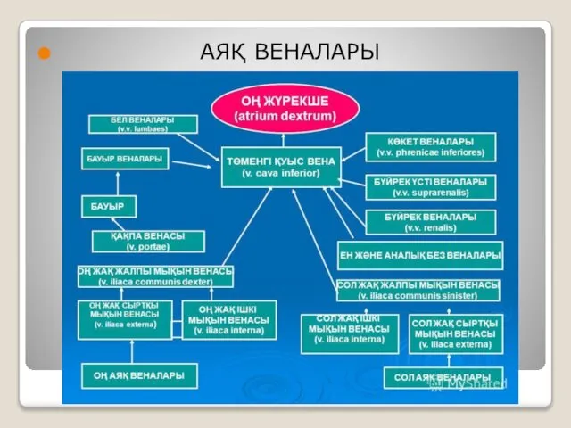 АЯҚ ВЕНАЛАРЫ