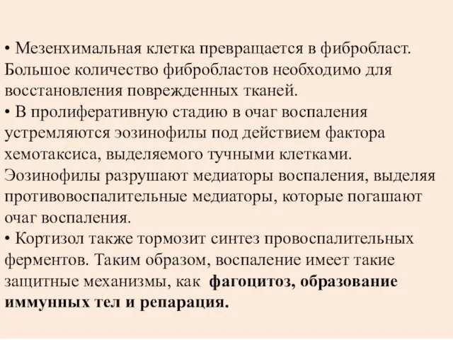 • Мезенхимальная клетка превращается в фибробласт. Большое количество фибробластов необходимо для