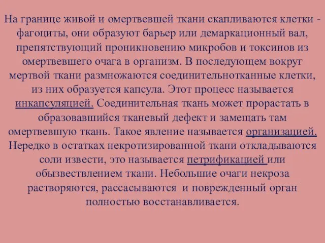 На границе живой и омертвевшей ткани скапливаются клетки - фагоциты, они