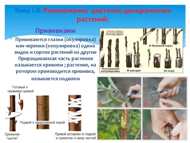 Тема 1.8. Размножение цветочно-декоративных растений: Прививками Прививаются глазки (окулировка) или черенки