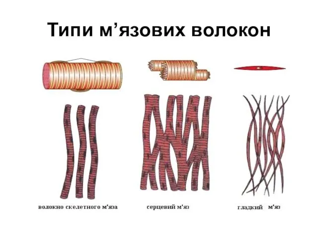 Типи м’язових волокон