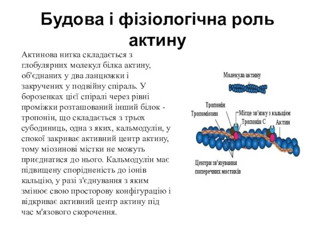 Будова і фізіологічна роль актину Актинова нитка складається з глобулярних молекул